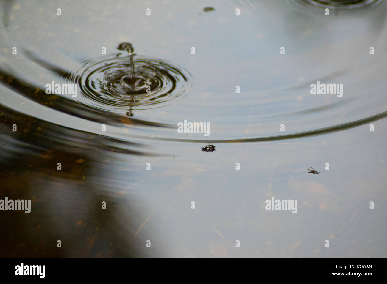 Photo macro d'un raindrop tombant dans une petite flaque avec ondulation. Banque D'Images