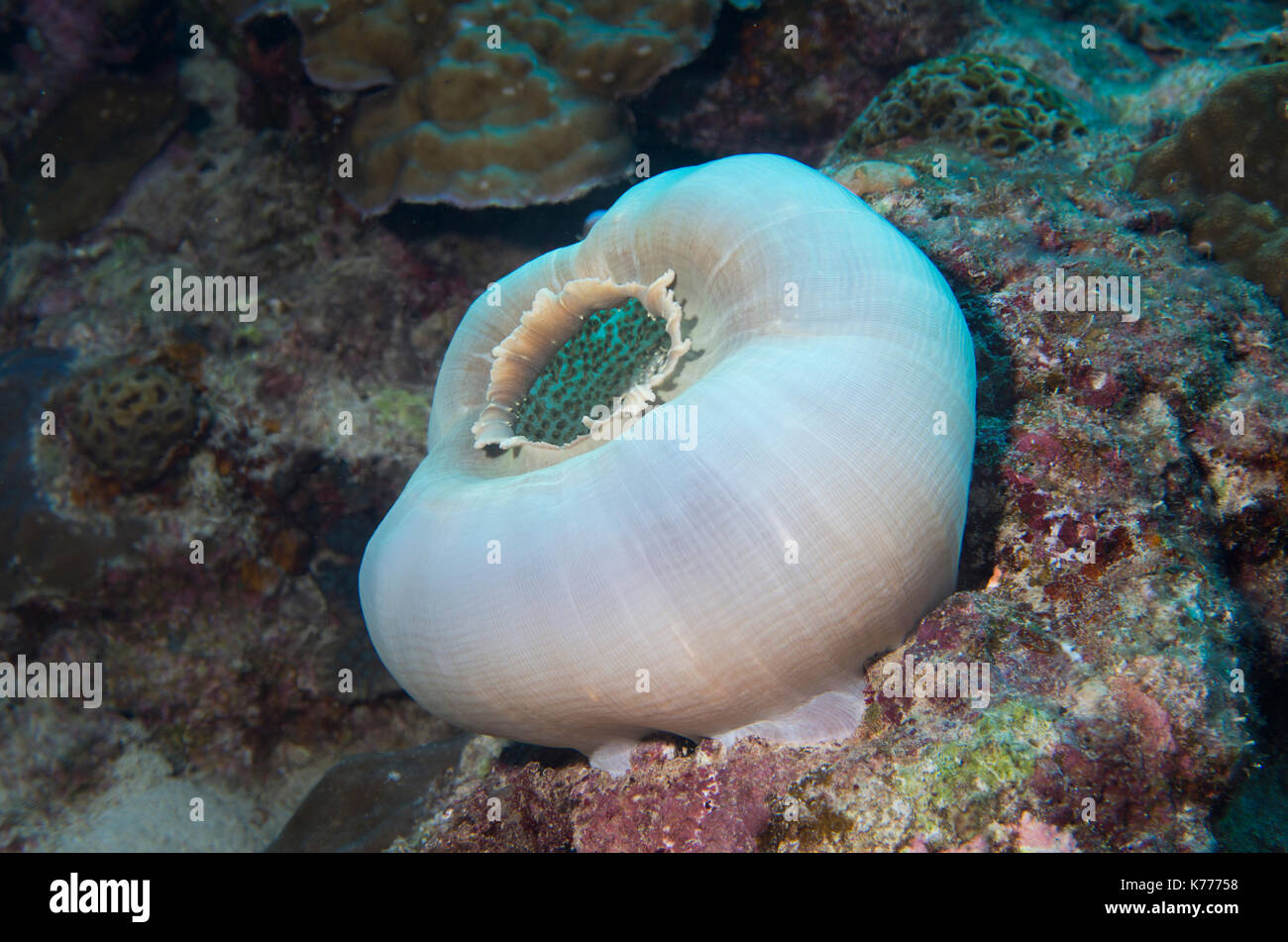 Amplexidiscus fenestrafer corail champignon géant Tasse AKA oreille d'Anemone . Banque D'Images