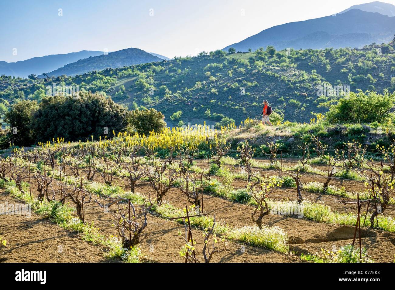 Grèce, Crete, Lassithi orientale district, la randonnée sur le plateau de Katharo Banque D'Images