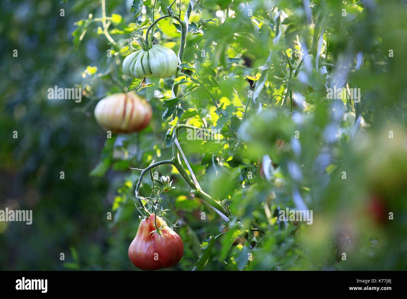 La France, Vaucluse, Saignon, potager d'un curieux, Jean Luc Danneyrolles jardin écologique, plan de tomates Banque D'Images