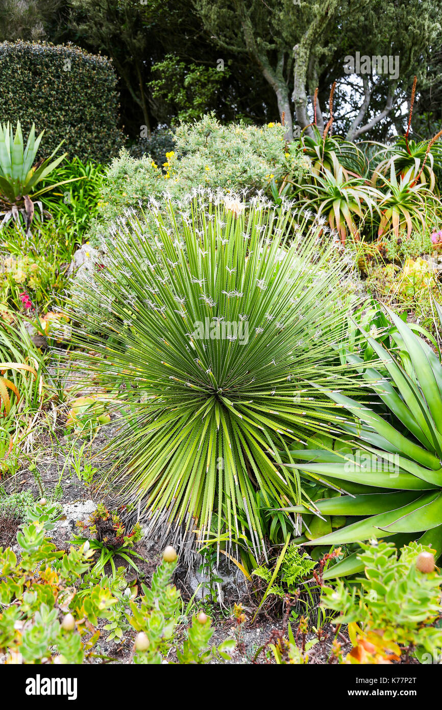 Dasylirion acrotrichum à Tresco Abbey Gardens, Îles Scilly, Angleterre, RU Banque D'Images