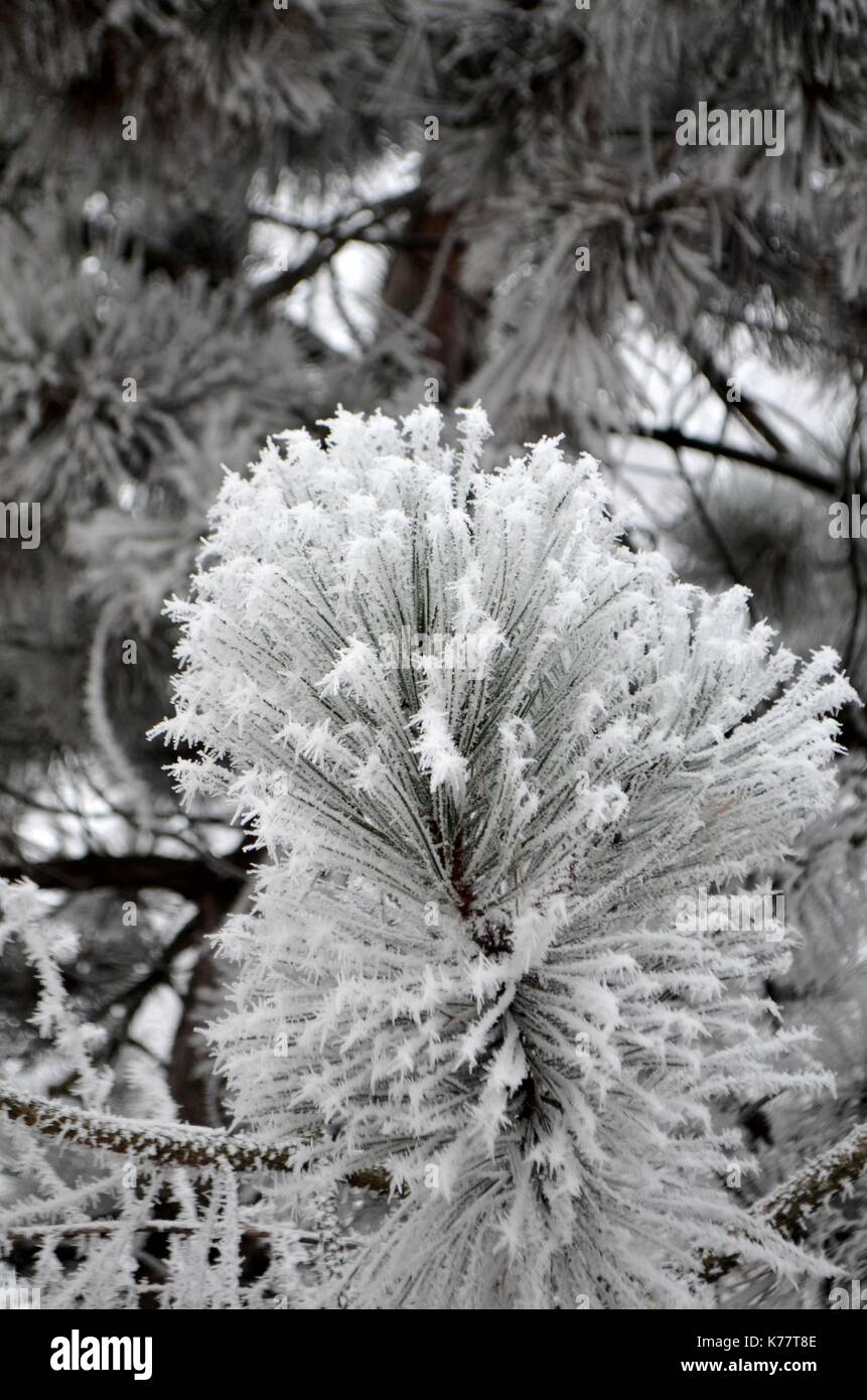 Pine embrassé par l'hiver Banque D'Images