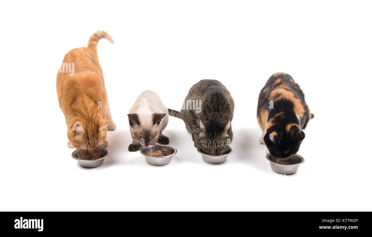 Quatre chats de différentes couleurs et tailles de manger à l'extérieur de boules, sur fond blanc Banque D'Images