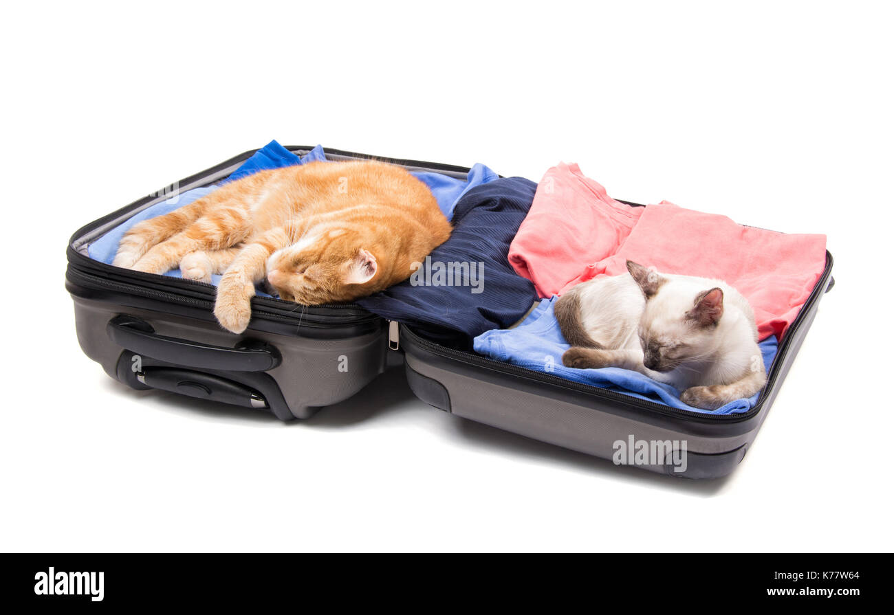 Un chat de gingembre et d'un chaton siamois dormir paisiblement sur un open, paniers-valise, sur fond blanc Banque D'Images