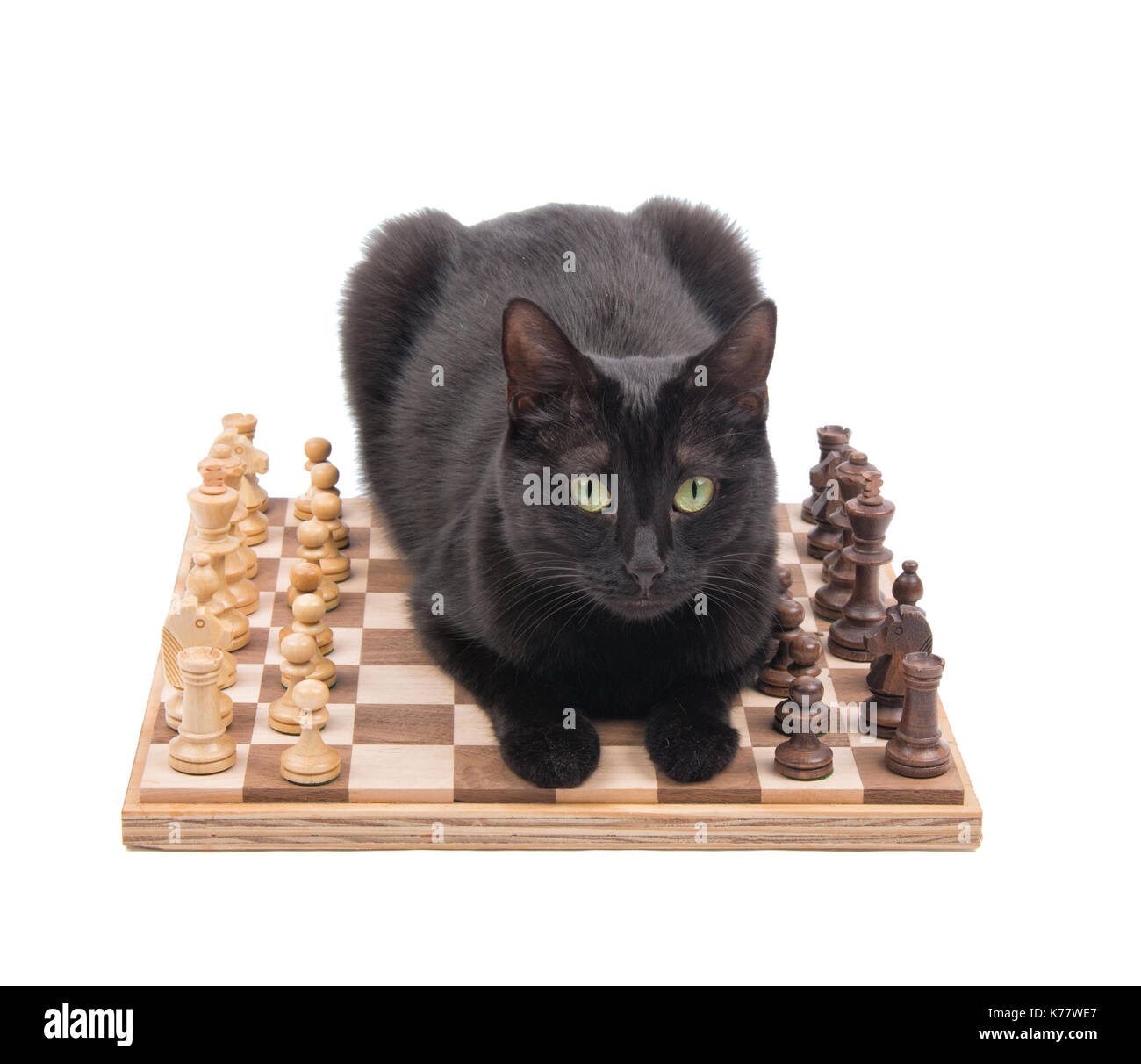 Chat noir couché au milieu d'une partie d'échecs, en regardant le spectateur, isolé sur blanc Banque D'Images