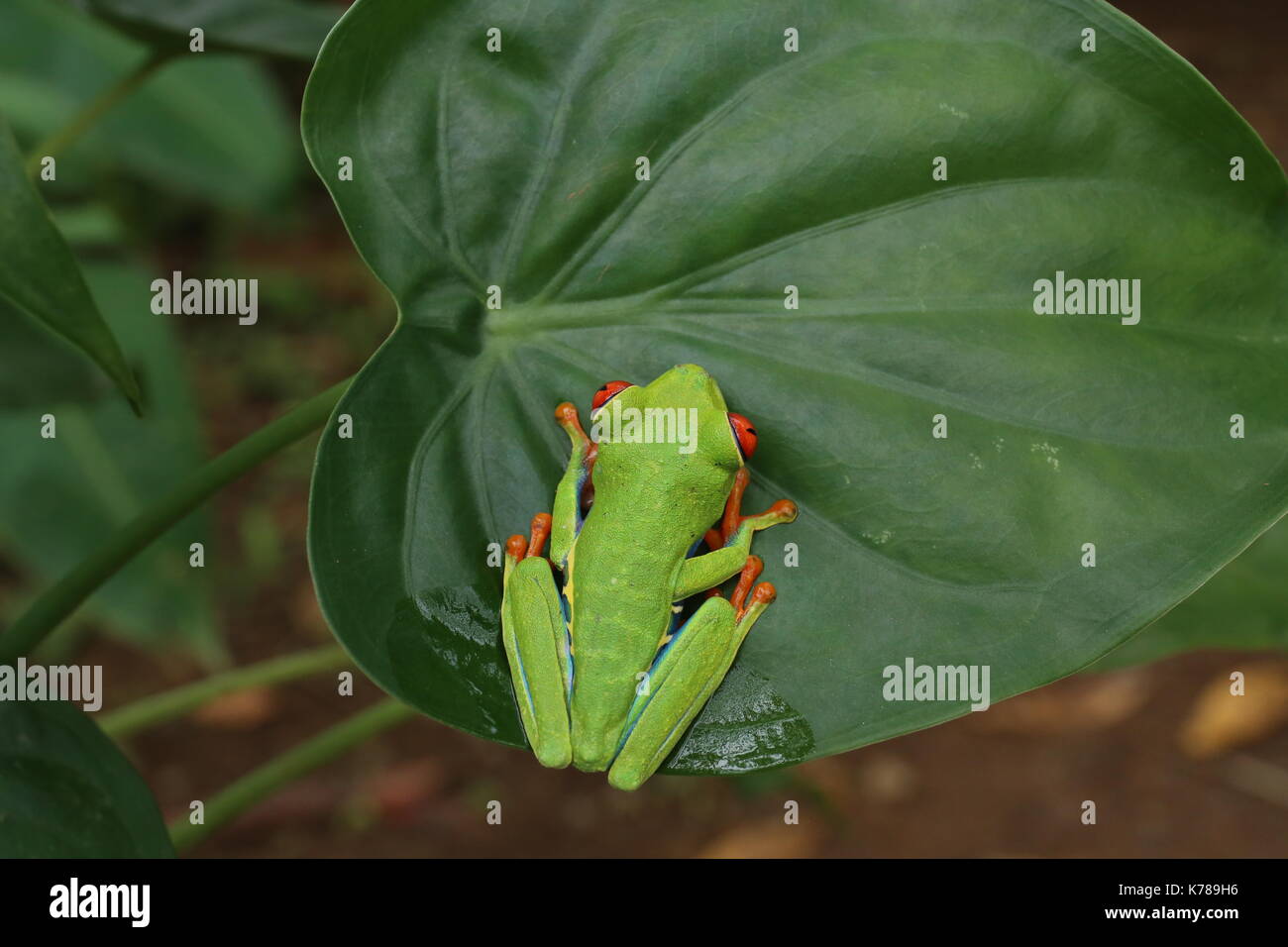 Red eyed tree frog ou rainette Banque D'Images