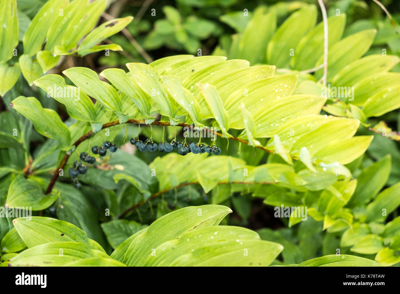 Feuilles vertes à geilston garden écosse dunbarton Banque D'Images