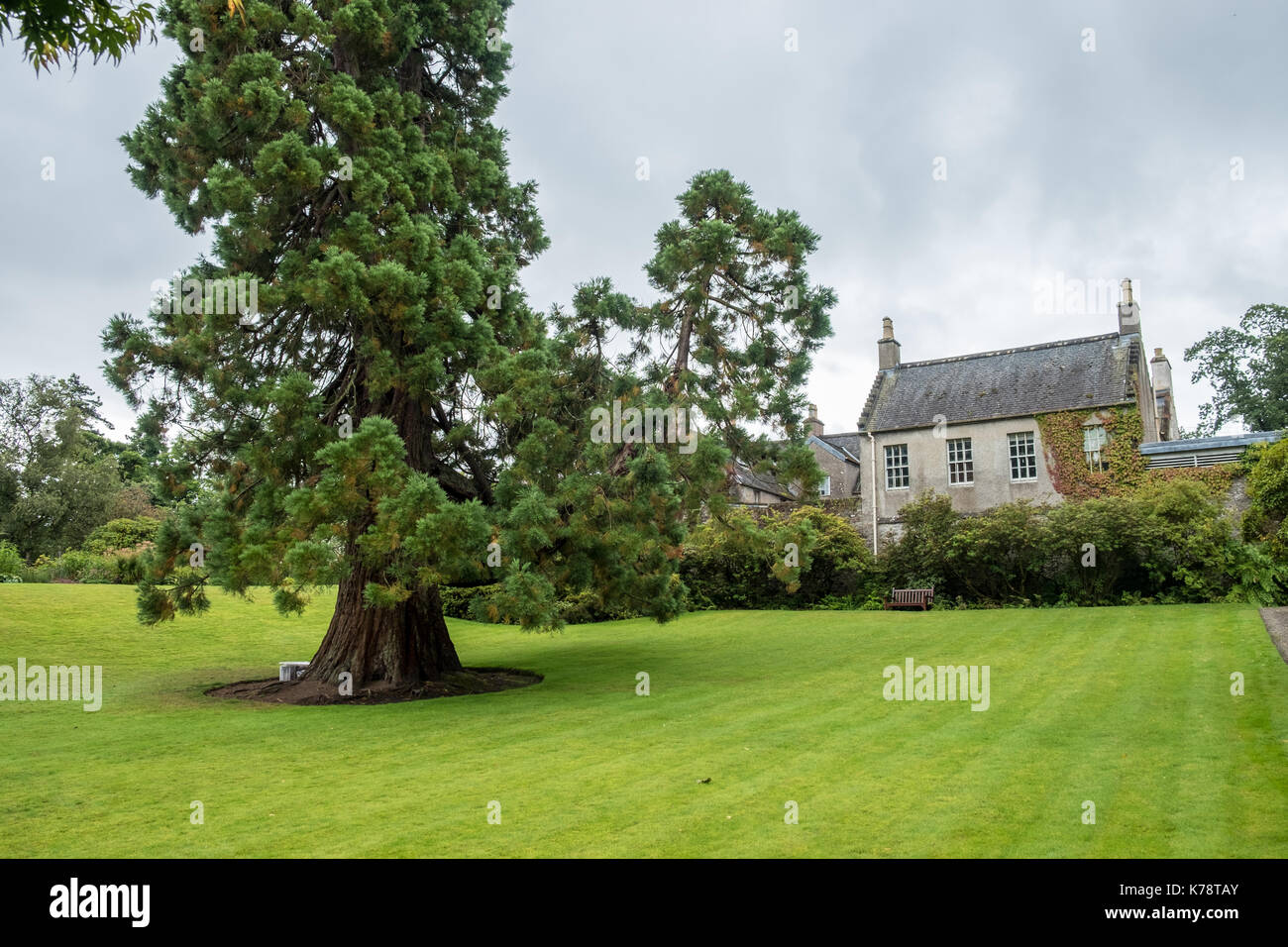 Grand arbre de jardin en face de chalet au jardin geilston dunbarton Ecosse Banque D'Images