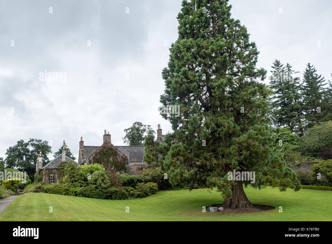 Grand arbre de jardin en face de chalet au jardin geilston dunbarton Ecosse Banque D'Images