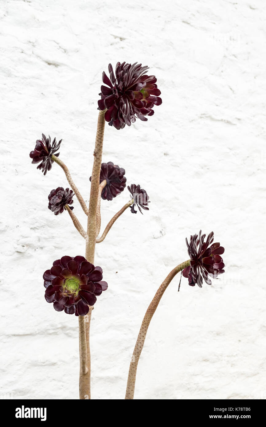 Fleurs violettes en serre de jardin geilston dunbarton Ecosse Banque D'Images