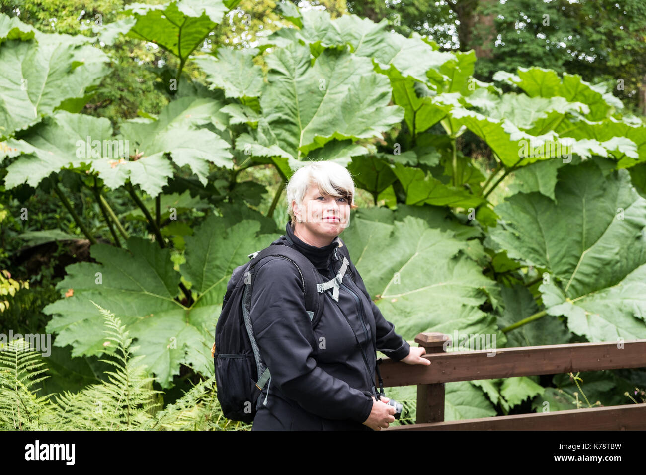 Femme à côté de grandes feuilles jardin jardin en geilston dunbarton Ecosse Banque D'Images