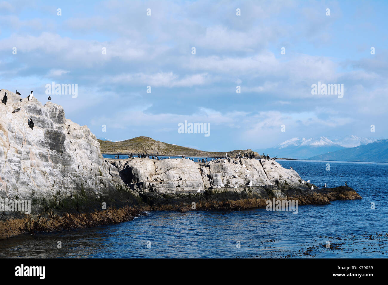 Un groupe de phoques et lions de mer dans le canal de beagle près d'Ushuaia, Tierra del Fuego, argentine. Banque D'Images