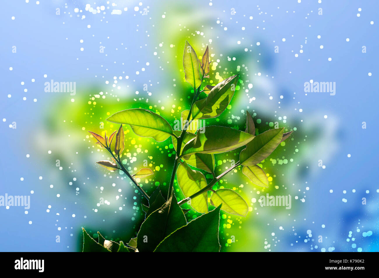 Amélioration de l'image numérique de feuilles d'arbres de citron vert sur un fond de ciel bleu Banque D'Images