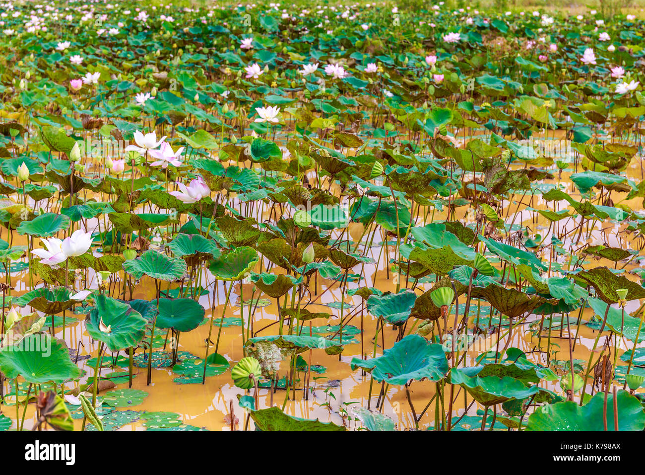 Un étang est plein de fleurs de lotus et vert feuilles ressemblent tellement cool le matin. Banque D'Images
