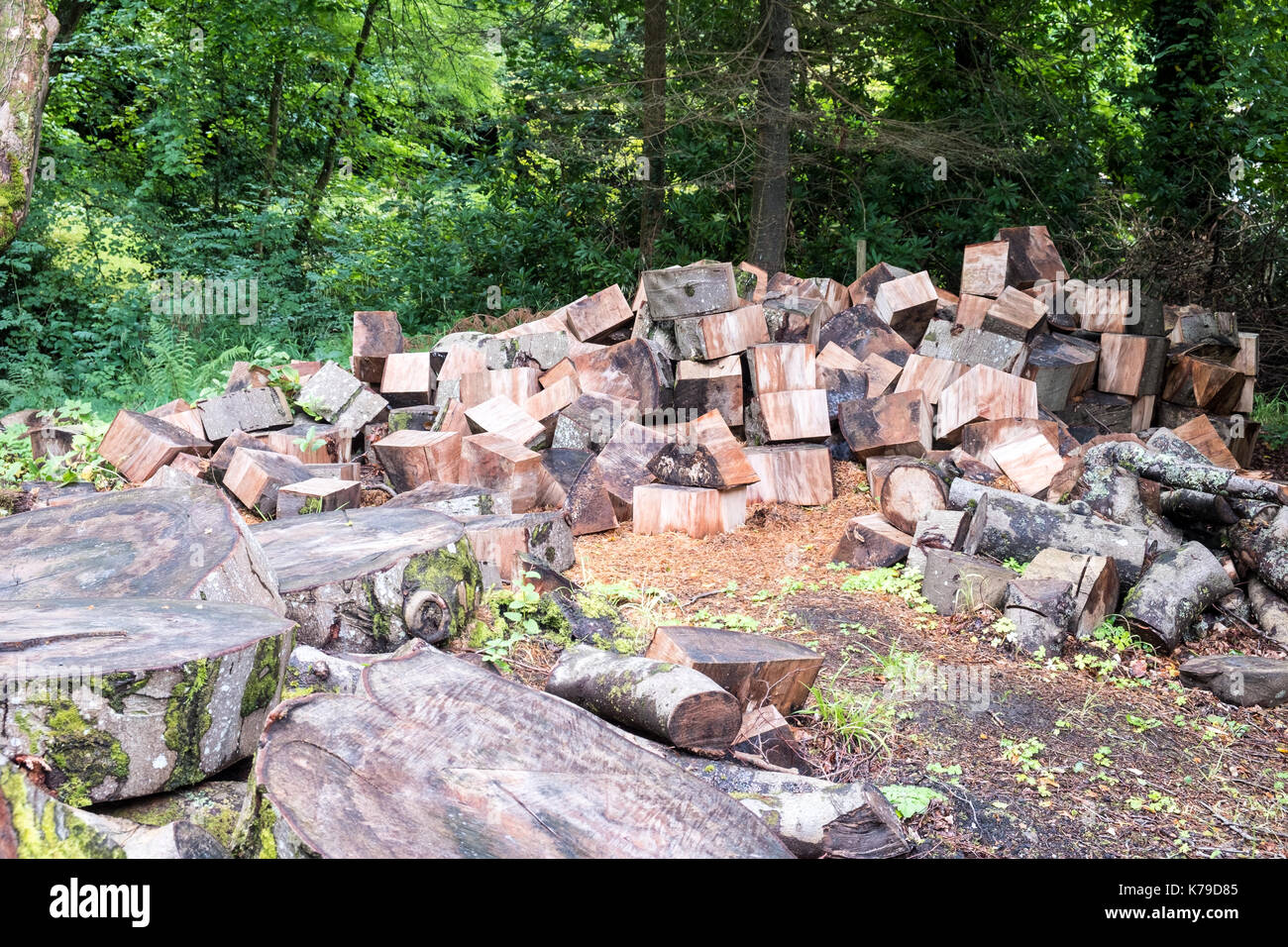 Bois haché dans des bois écossais Banque D'Images