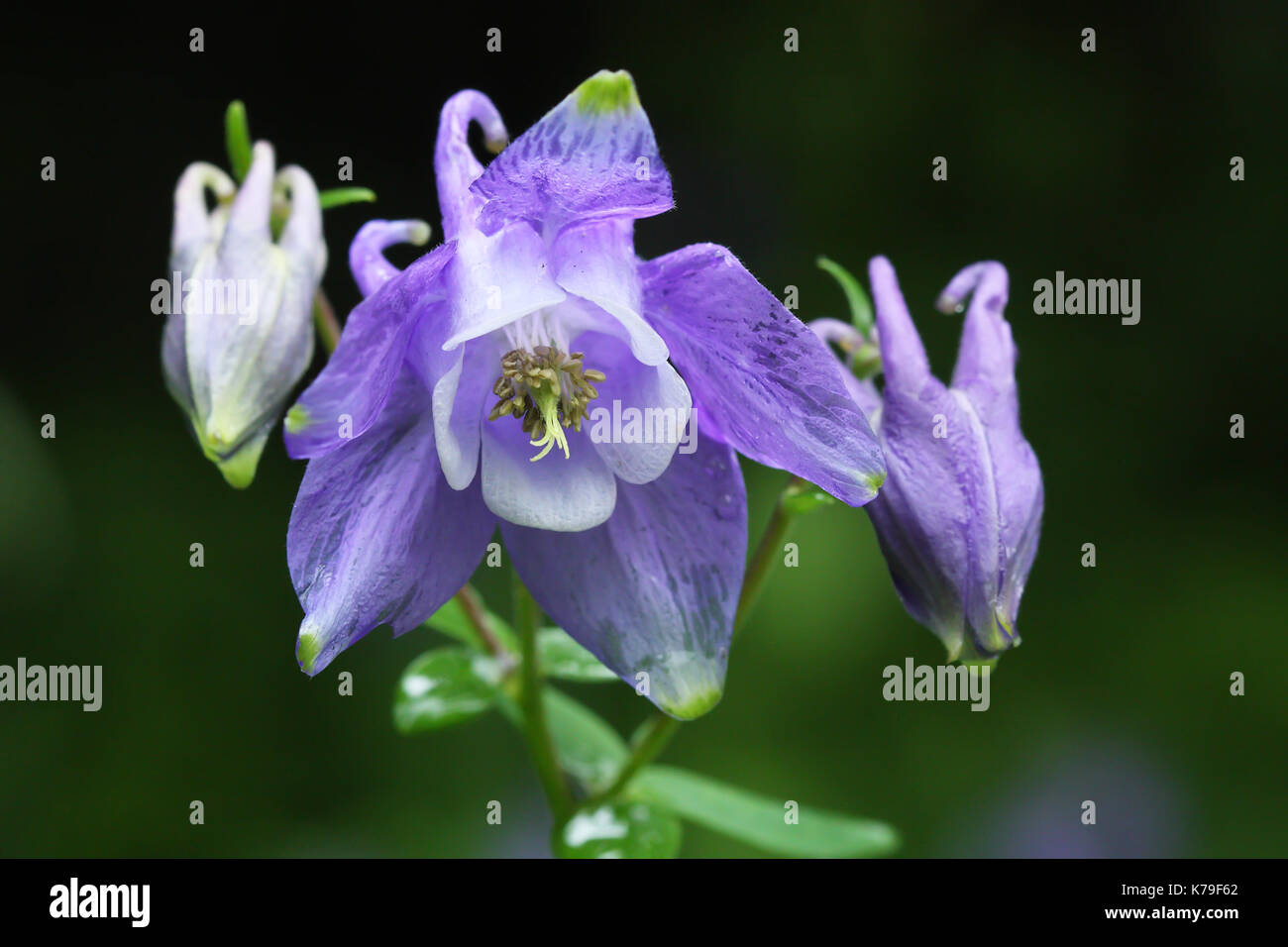 L'ancolie (Aquilegia vulgaris) Banque D'Images