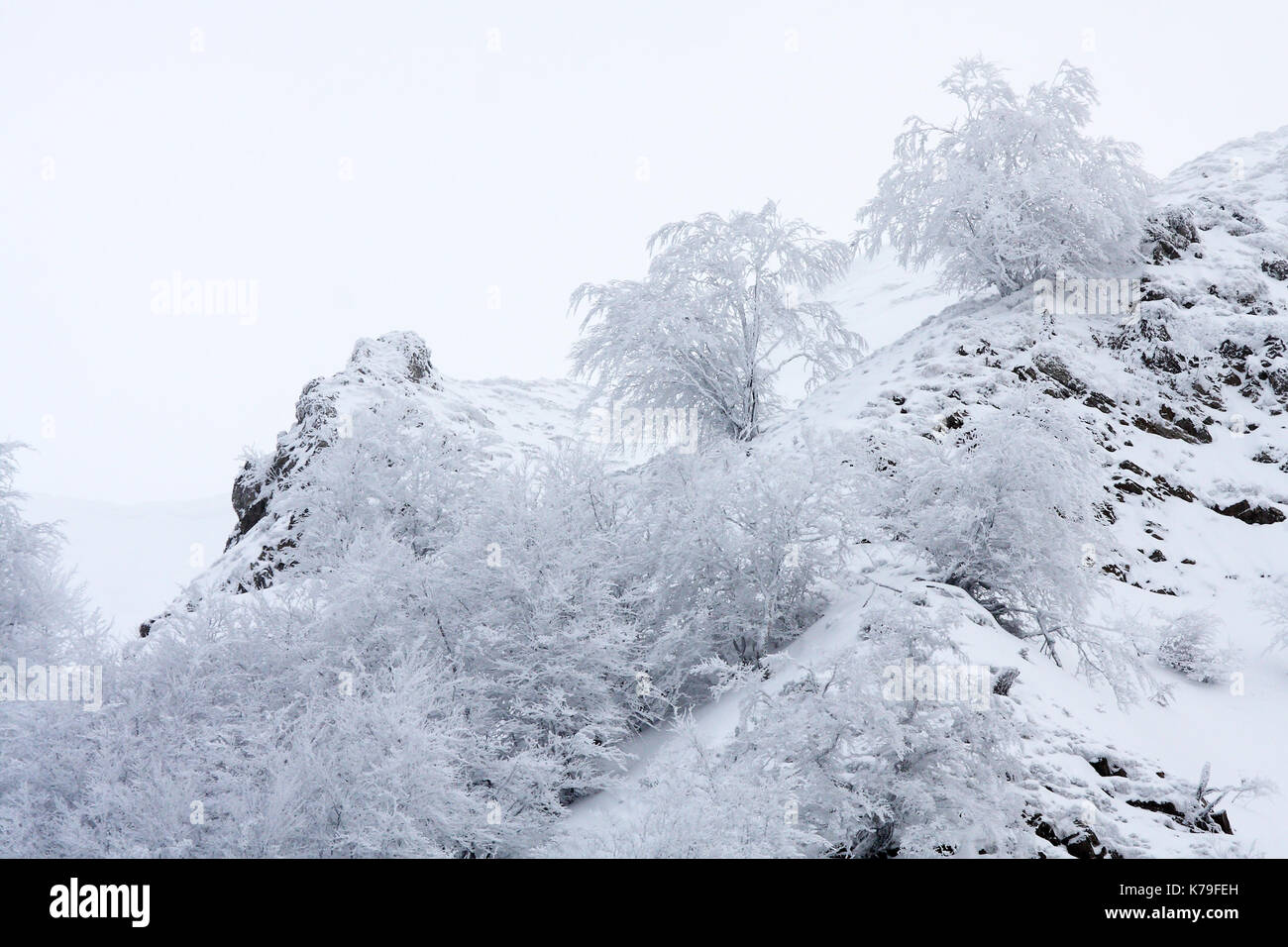 Les arbres gelés dans les montagnes des Asturies, Espagne.. Banque D'Images