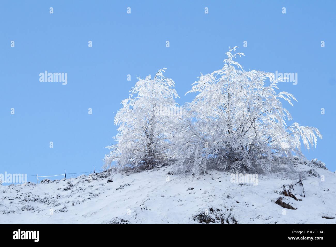 Les arbres gelés en bleu Banque D'Images