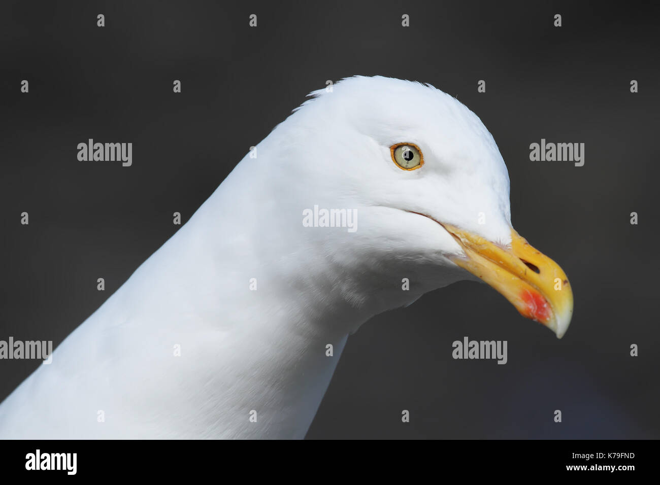 Goéland argenté (Larus argentatus) Banque D'Images