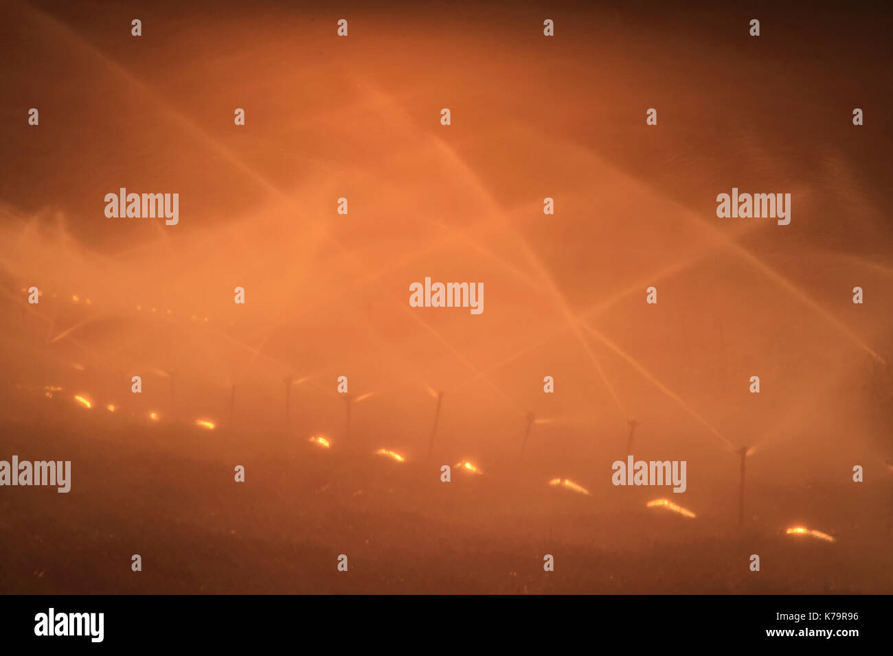 Irrigation des champs avec aspersion d'eau photographié dans la vallée de Beit Shean, Israël Banque D'Images