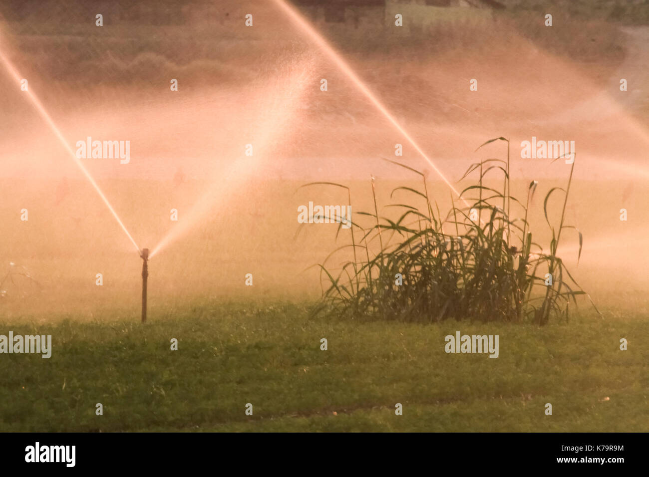 Irrigation des champs avec aspersion d'eau photographié dans la vallée de Beit Shean, Israël Banque D'Images