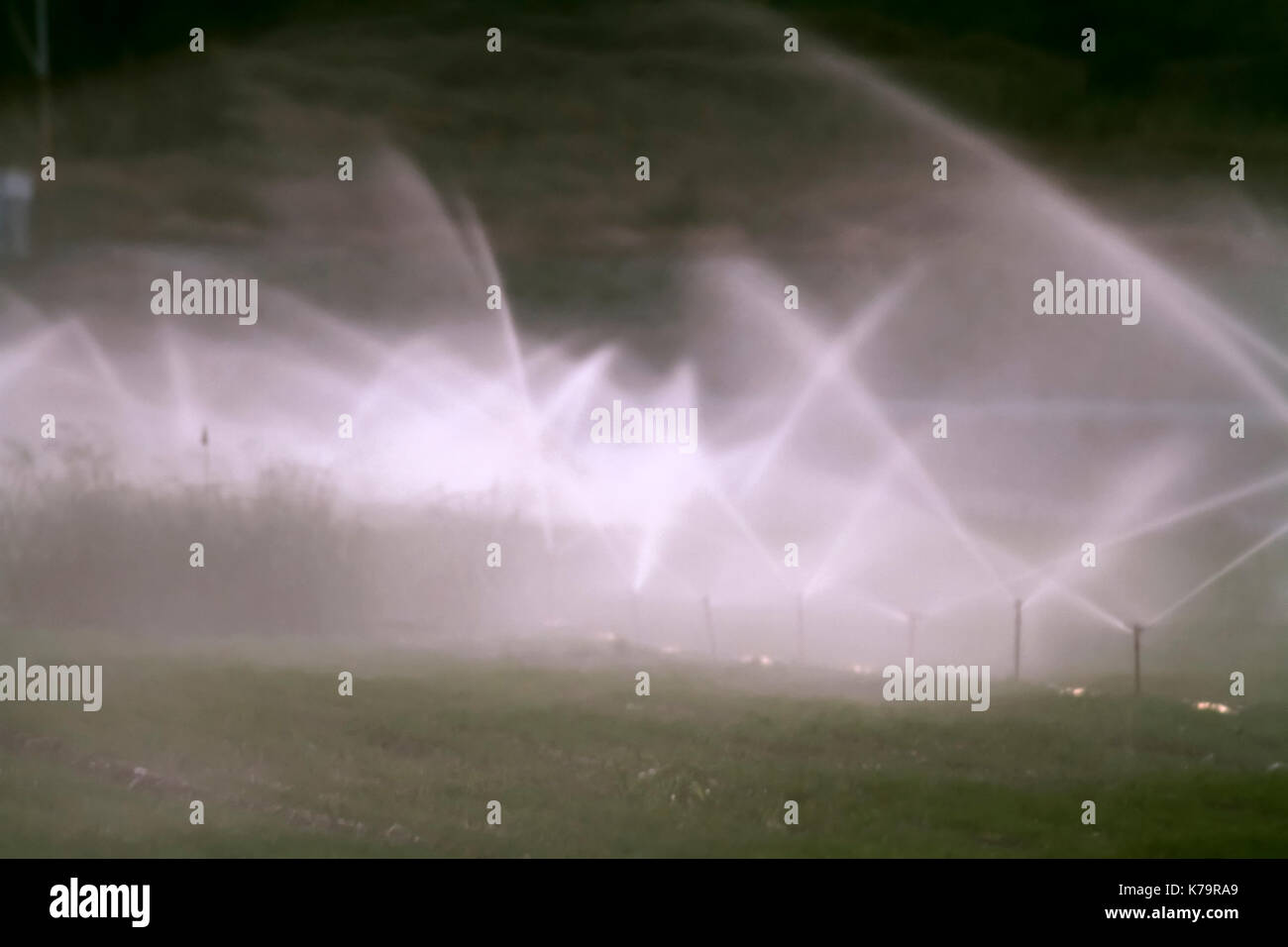 Irrigation des champs avec aspersion d'eau photographié dans la vallée de Beit Shean, Israël Banque D'Images