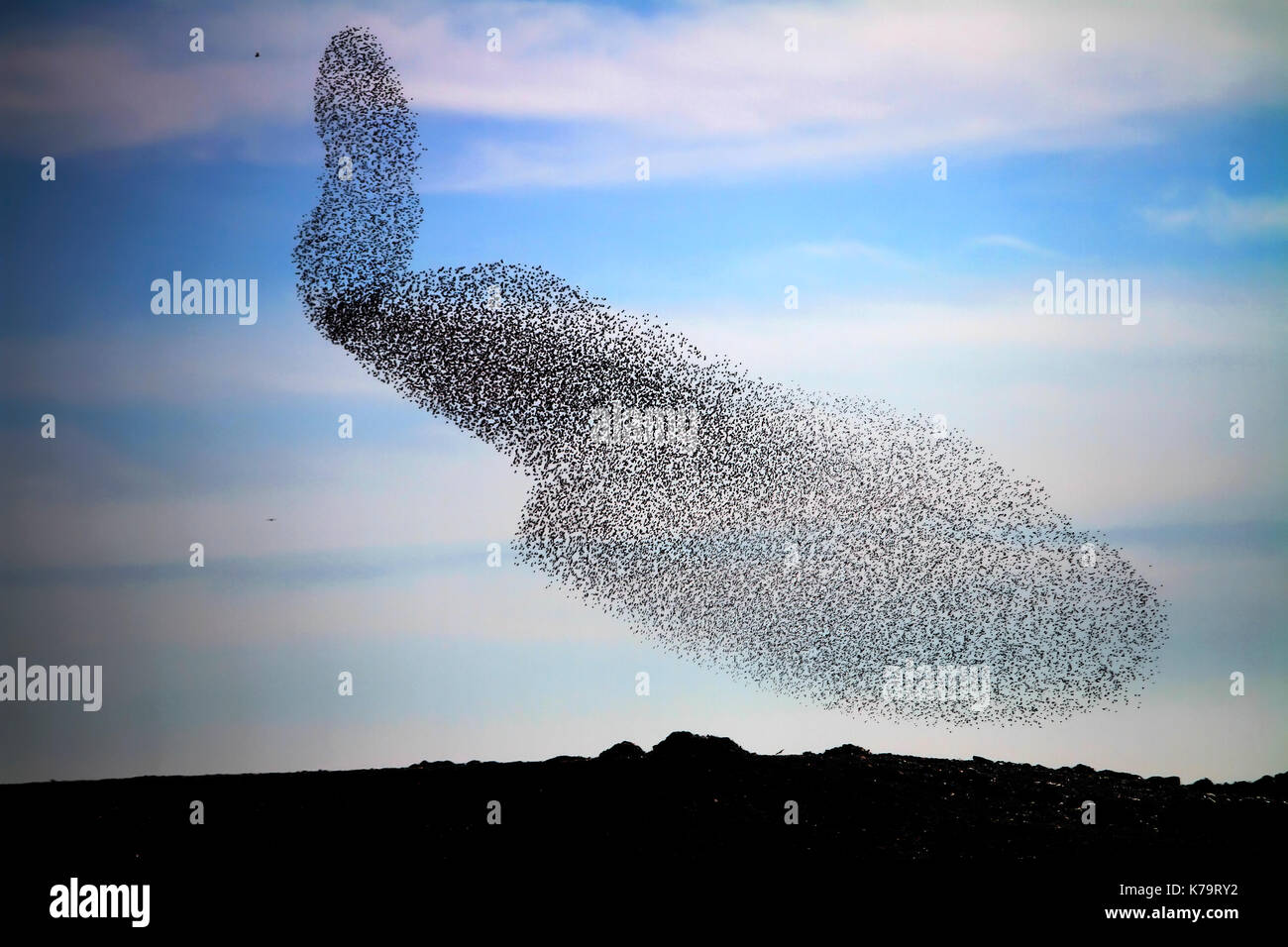 Un grand troupeau de Étourneau sansonnet (sturnus vulgaris) l'essaimage dans la soirée avant de se percher. photographiée près de yeruham, néguev, israeal Banque D'Images