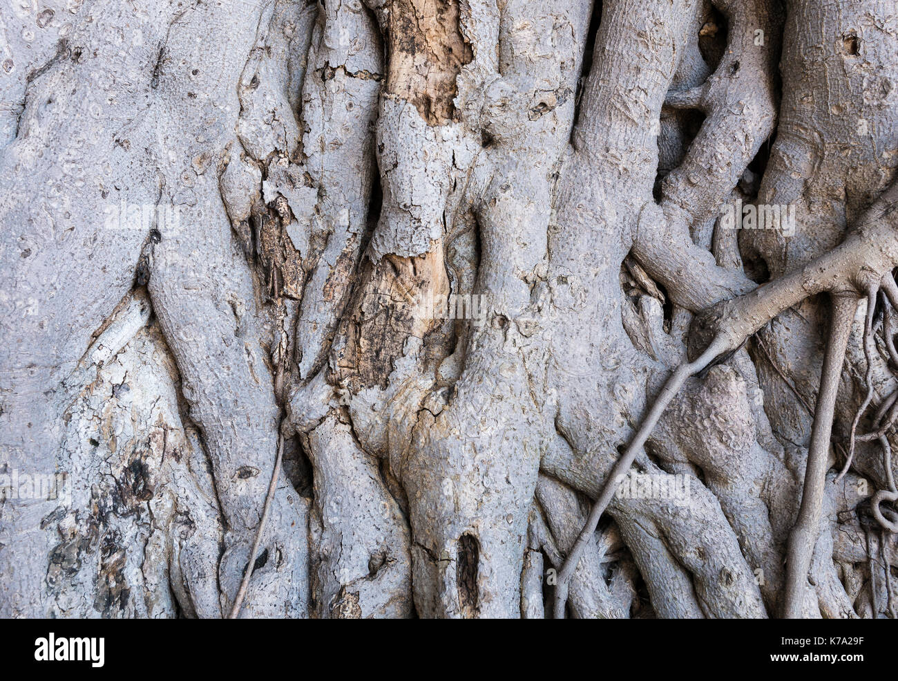 Arrière-plan de la racine de l'arbre Banque D'Images