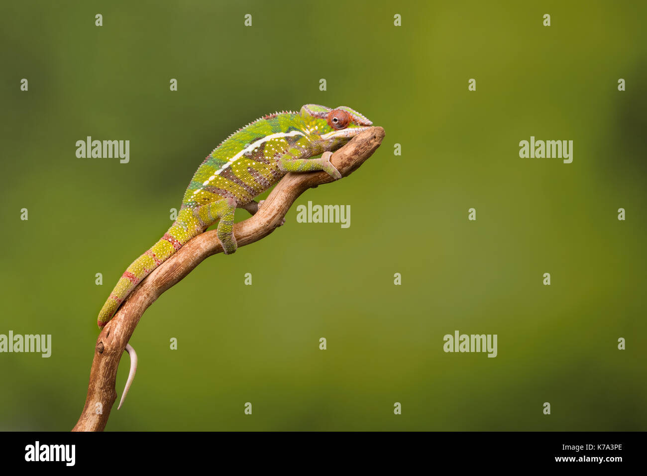 Le furcifer pardalis caméléon panthère ou de Madagascar sur une branche d'arbre Banque D'Images