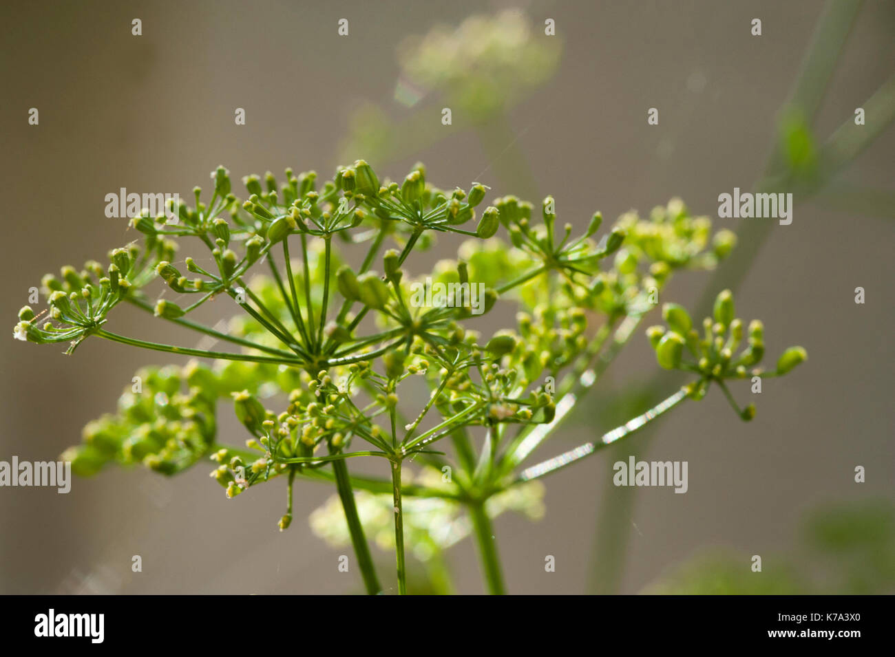 Photo macro d'une inflorescence d'une usine umbelliferous Banque D'Images