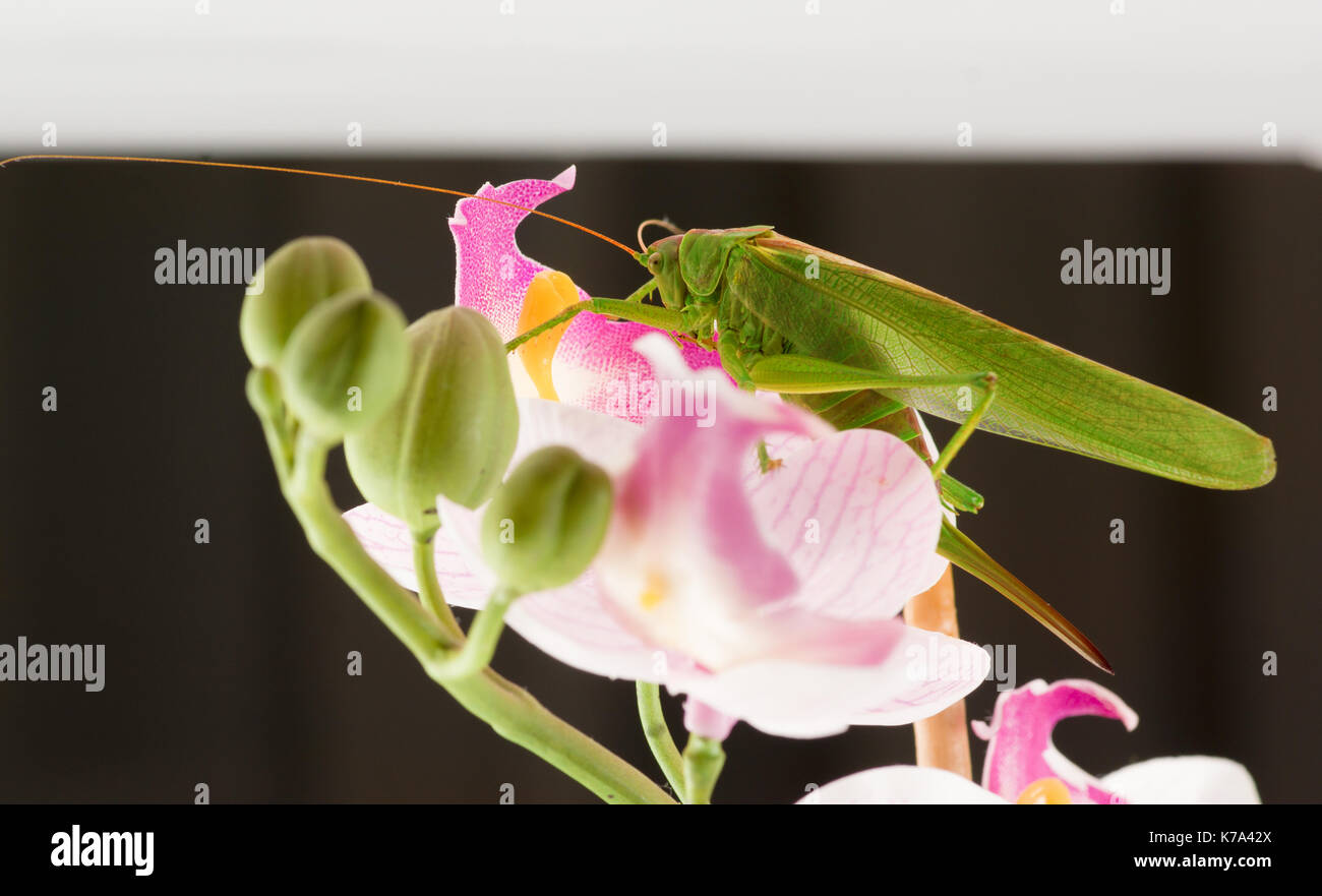 Grande sauterelle verte se cache dans le jardin de fleurs Banque D'Images