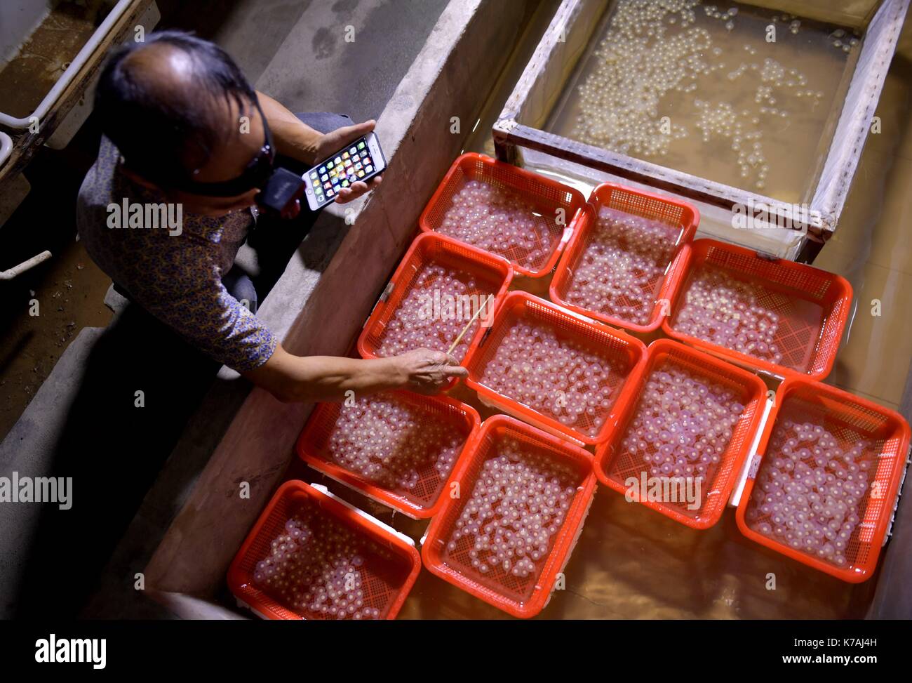 Enshi, Chine, province de Hubei. 15 sep, 2017. zhao rumeng remue les oeufs de poisson à la reproduction de la salamandre géante chinoise road à base de Xuan'en comté d'Enshi, préfecture de la province du Hubei en Chine centrale, sept. 15, 2017. La base construit un système de circulation de l'eau avec source de montagne pour la reproduction artificielle à grande échelle de la salamandre géante chinoise. la grande salamandre est également connu comme le 'poisson' bébé parce qu'elle fait du bruit comme un bébé pleurer. crédit : song wen/Xinhua/Alamy live news Banque D'Images