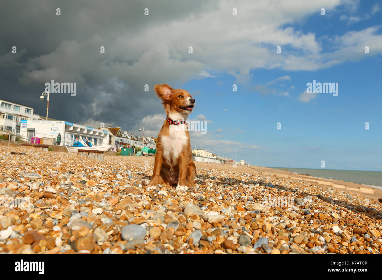 Bexhill on Sea, East Sussex, Royaume-Uni. 15 sep, 2017. uk weather. cockapoo pip chiot montres sur comme nuages gris menaçants dans un ciel bleu d'empiéter à Bexhill beach dans l'East Sussex. crédit : rob powell/Alamy live news Banque D'Images