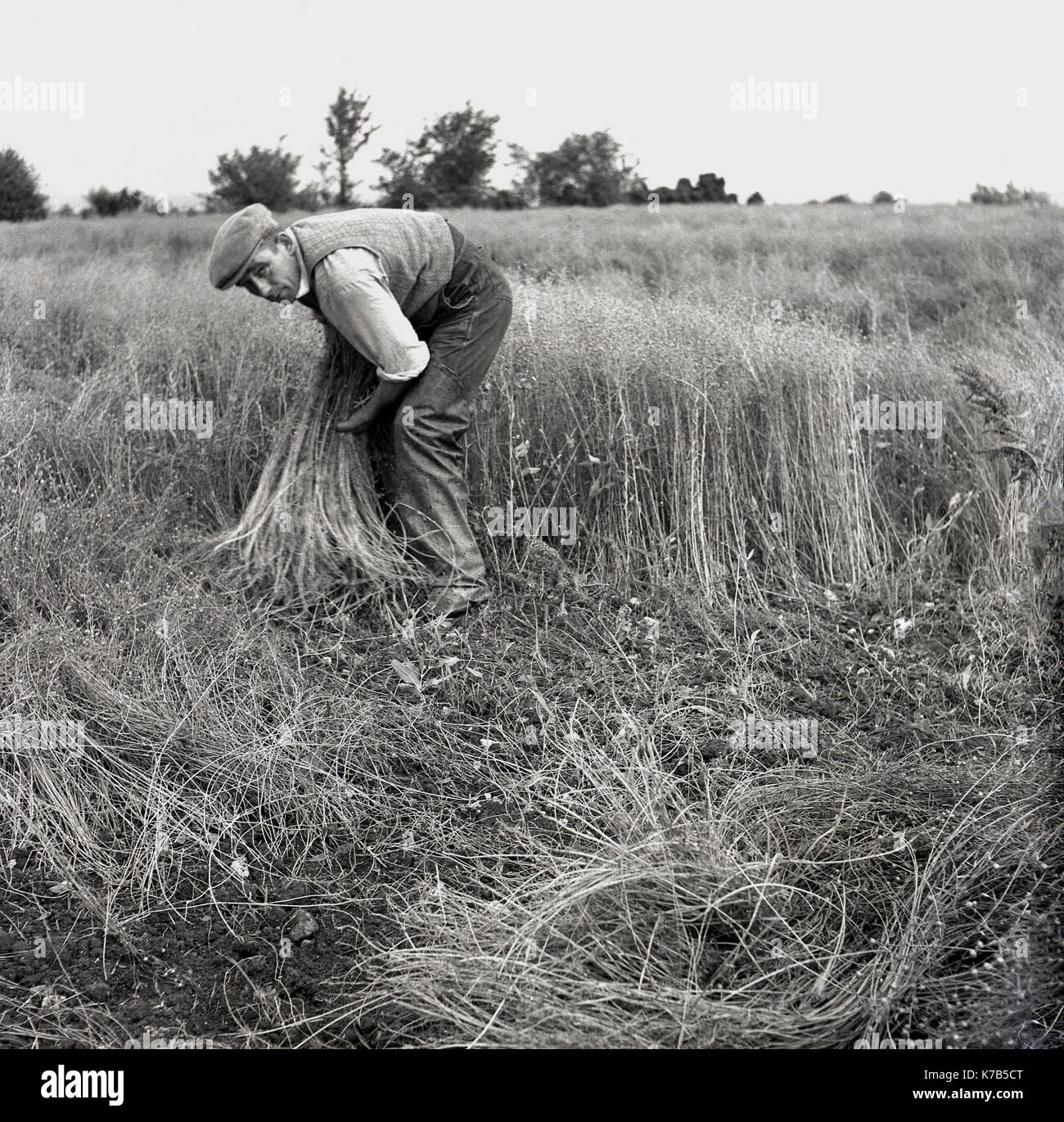 années 1950, historique, un ouvrier agricole mâle avec la casquette qui rassemble à la main, la plante sauvage de lin (mauvaise herbe) d'un champ. Le textile produit à partir de lui, le lin, est un tissu que l'Irlande du Nord est internationalement célèbre pour faire, Banque D'Images