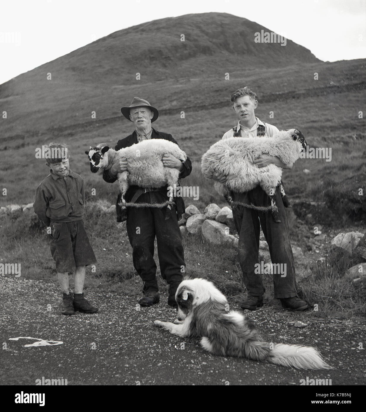 Dans les années 1950, photo historique de J. Allan Cash d'un berger irlandais avec ses deux fils et son chien de berger debout sur un sentier à flanc de colline, en Irlande du Nord. Le père et le garçon le plus âgé portent chacun un mouton attaché avec une corde autour de leurs jambes. Banque D'Images