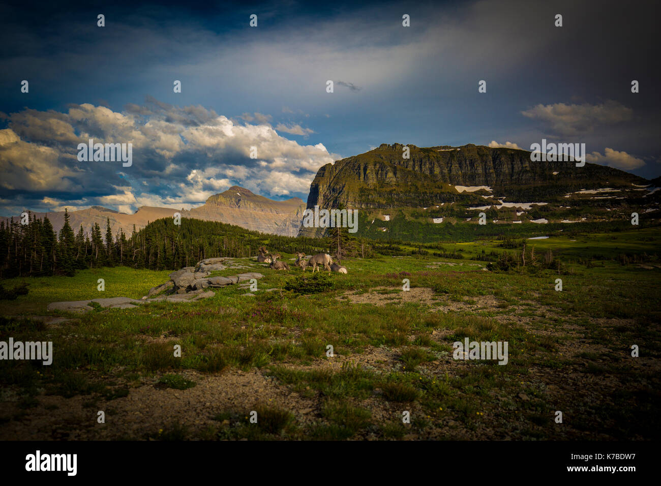 Fleurs sauvages de la faune et des paysages du parc national des Glaciers Banque D'Images