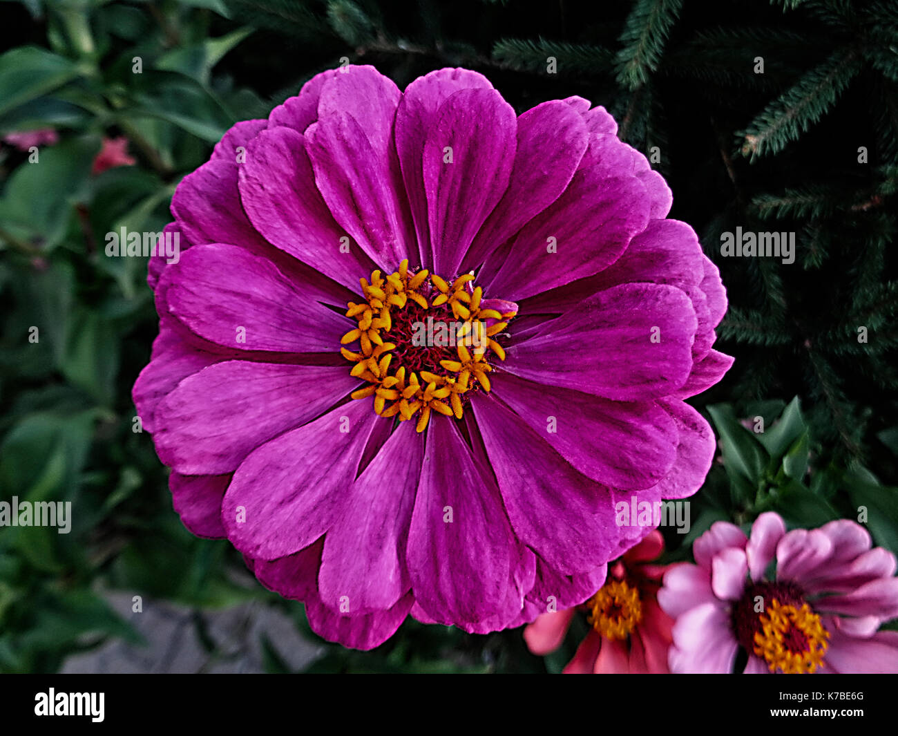 Zinnia élégance. Zinnia. Zinnia commun. Fleur pourpre. Floral background. Banque D'Images