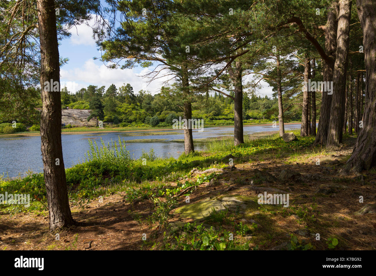 Forêt et lac Banque D'Images