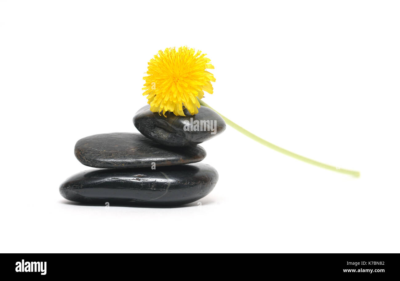 Libre de nice de pissenlit jaune couché sur les pierres noires Banque D'Images