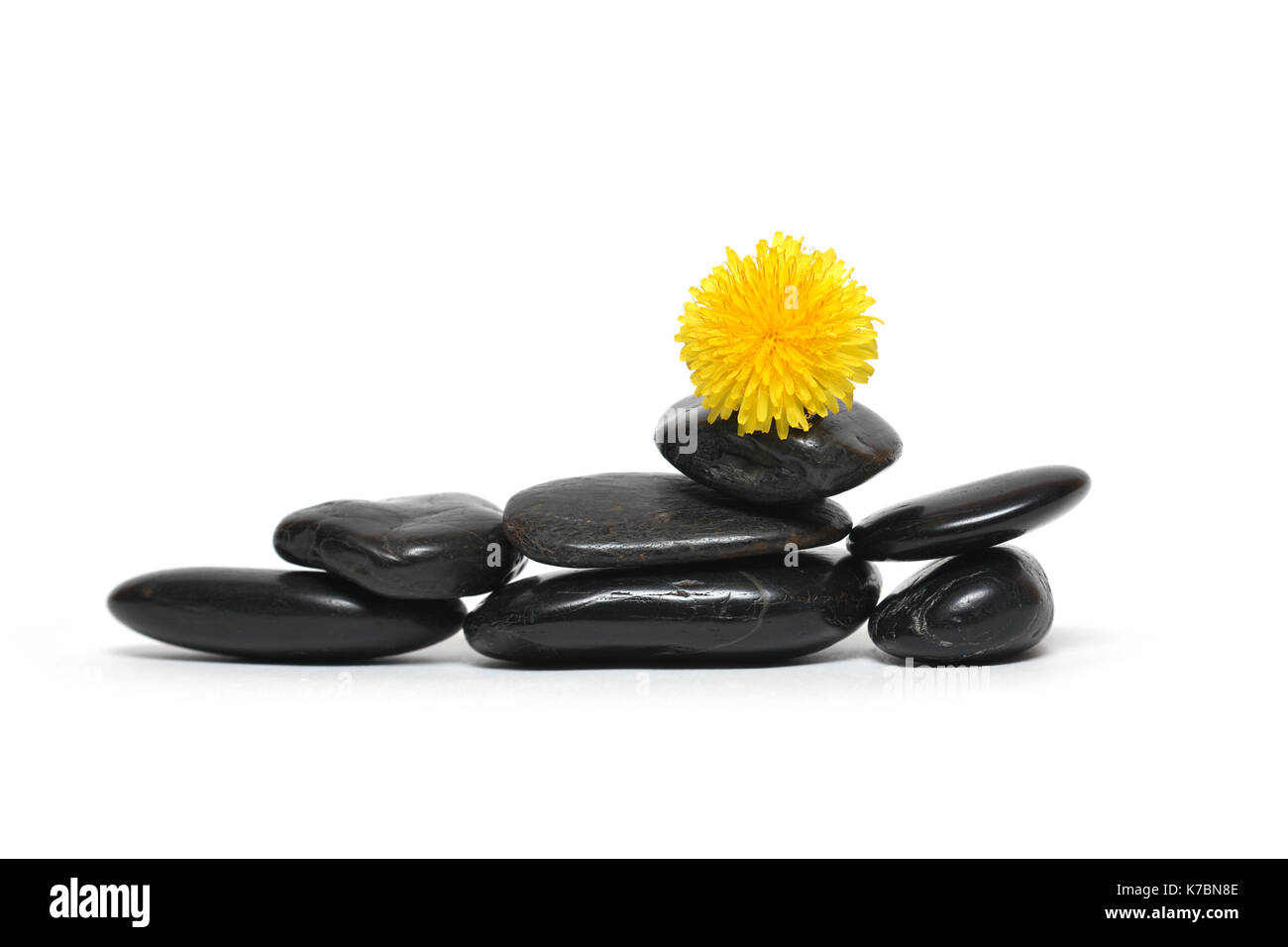 Libre de nice le pissenlit jaune située sur l'équilibre entre les pierres noires Banque D'Images