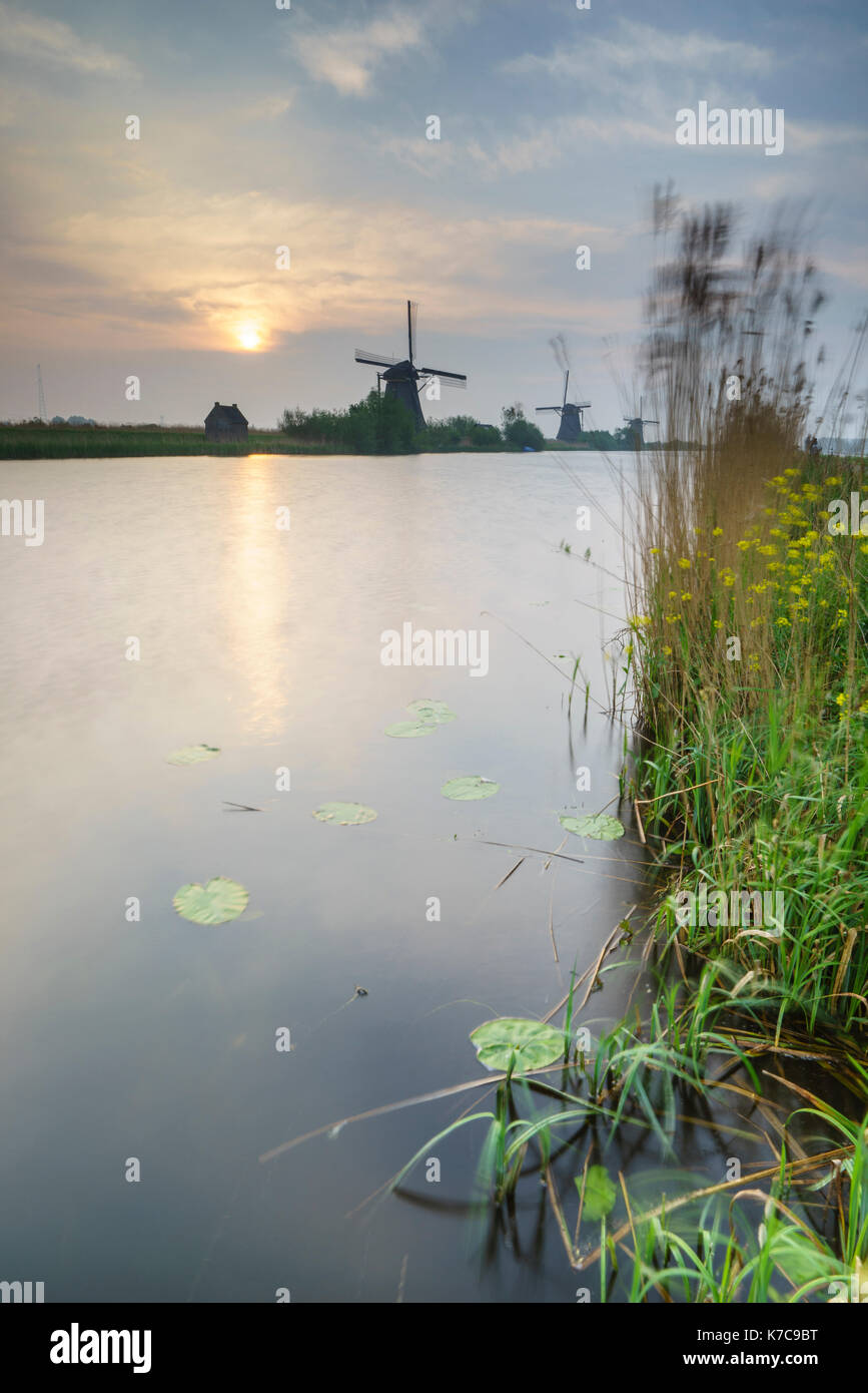 Fleurs jaunes de l'image reflétée dans le canal des moulins à vent à l'aube kinderdijk rotterdam Pays-Bas Hollande du Sud Europe Banque D'Images