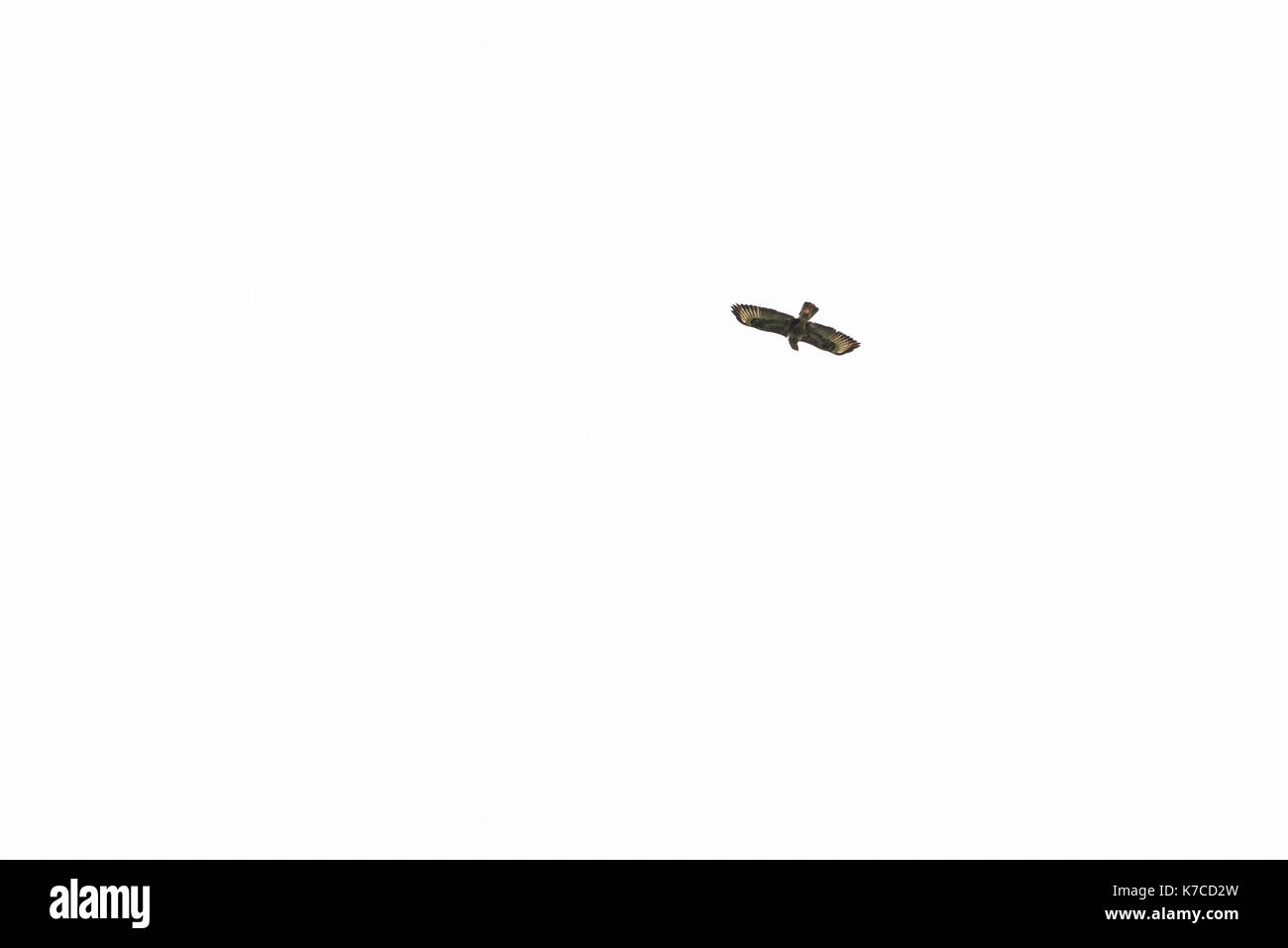 Une buse variable (Buteo buteo) en vol Banque D'Images