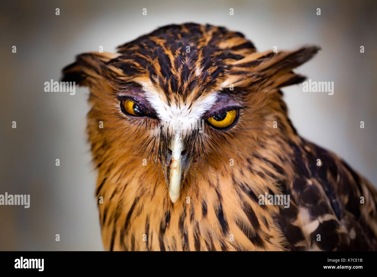 Portrait d'une FSH Owl, Buffy, alias la ketupu Blakistoni Malay Hibou au Parc des oiseaux à Kuala Lumpur, Malaisie. Banque D'Images