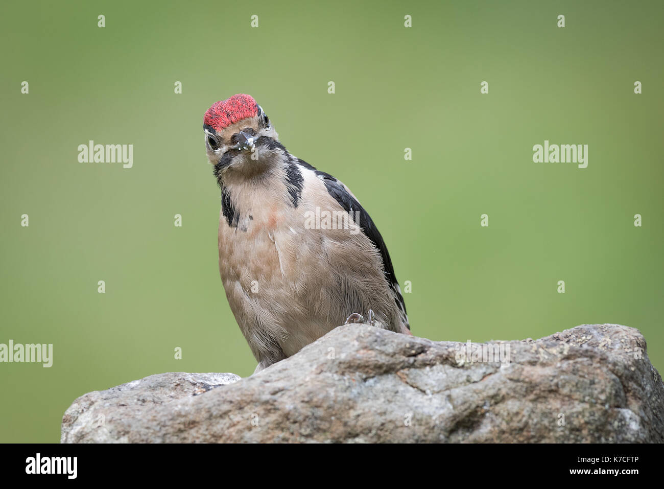Portrait d'un pic mineur sur un rocher regardant vers l'avant à l'appareil photo sur un fond vert Banque D'Images