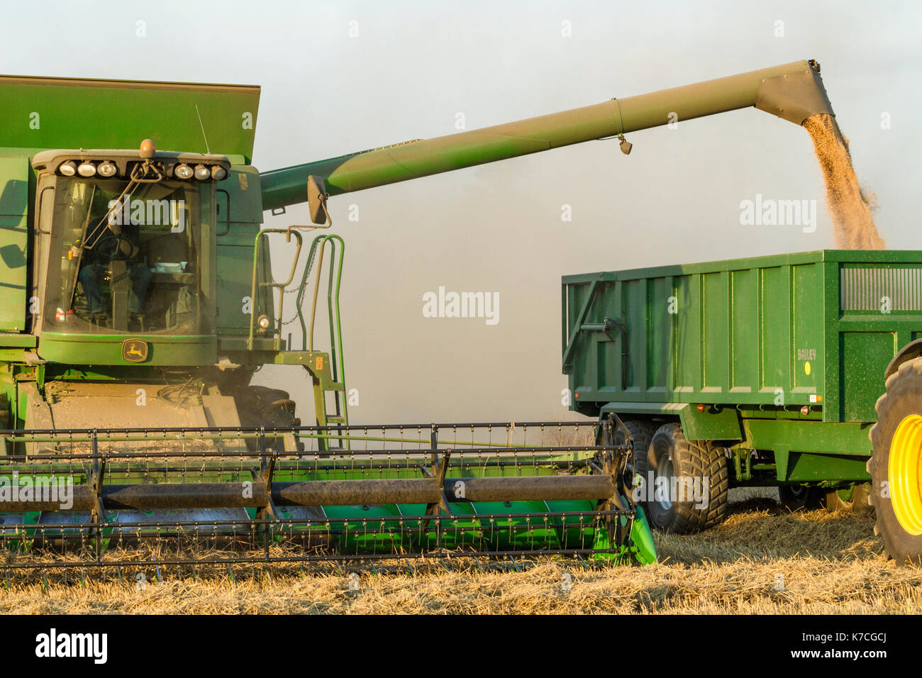 La récolte de blé : transfert de grain de blé une moissonneuse-batteuse pour une remorque, Lancashire, England, UK Banque D'Images