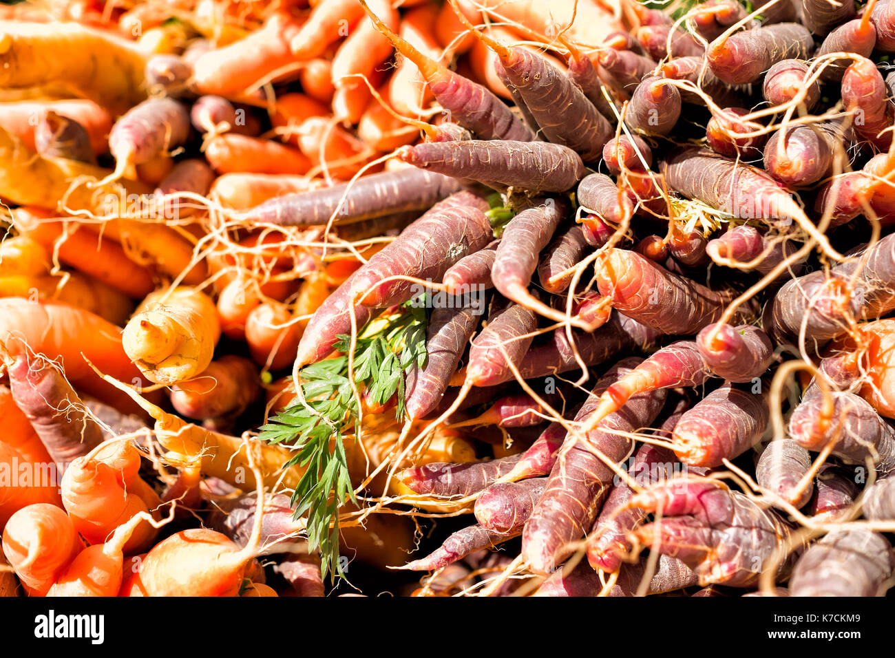 Les carottes de différentes couleurs à un marché de producteurs Banque D'Images
