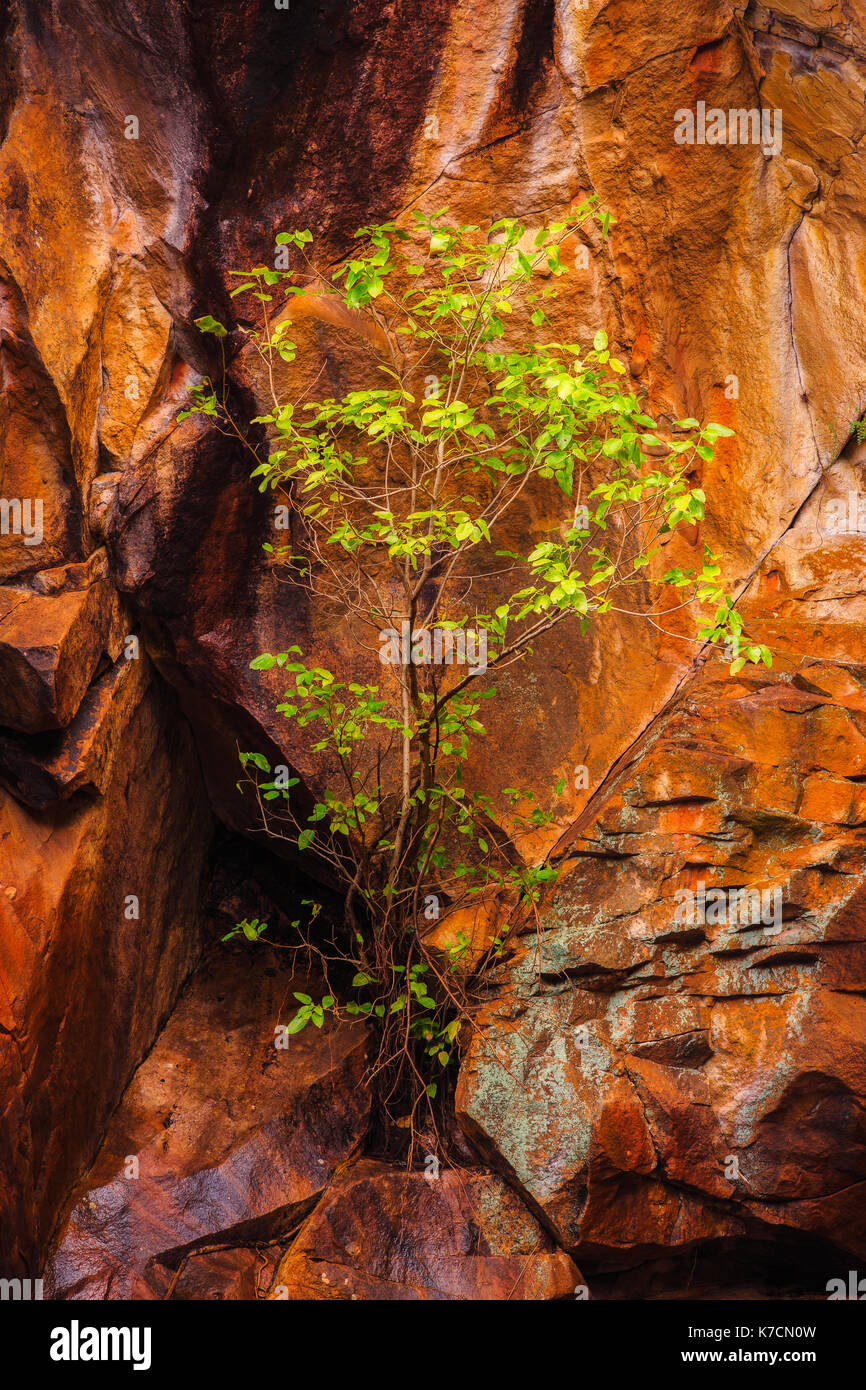 Arbre qui pousse dans les rochers à motor car les chutes, le parc national de Kakadu. impression en édition limitée. Banque D'Images