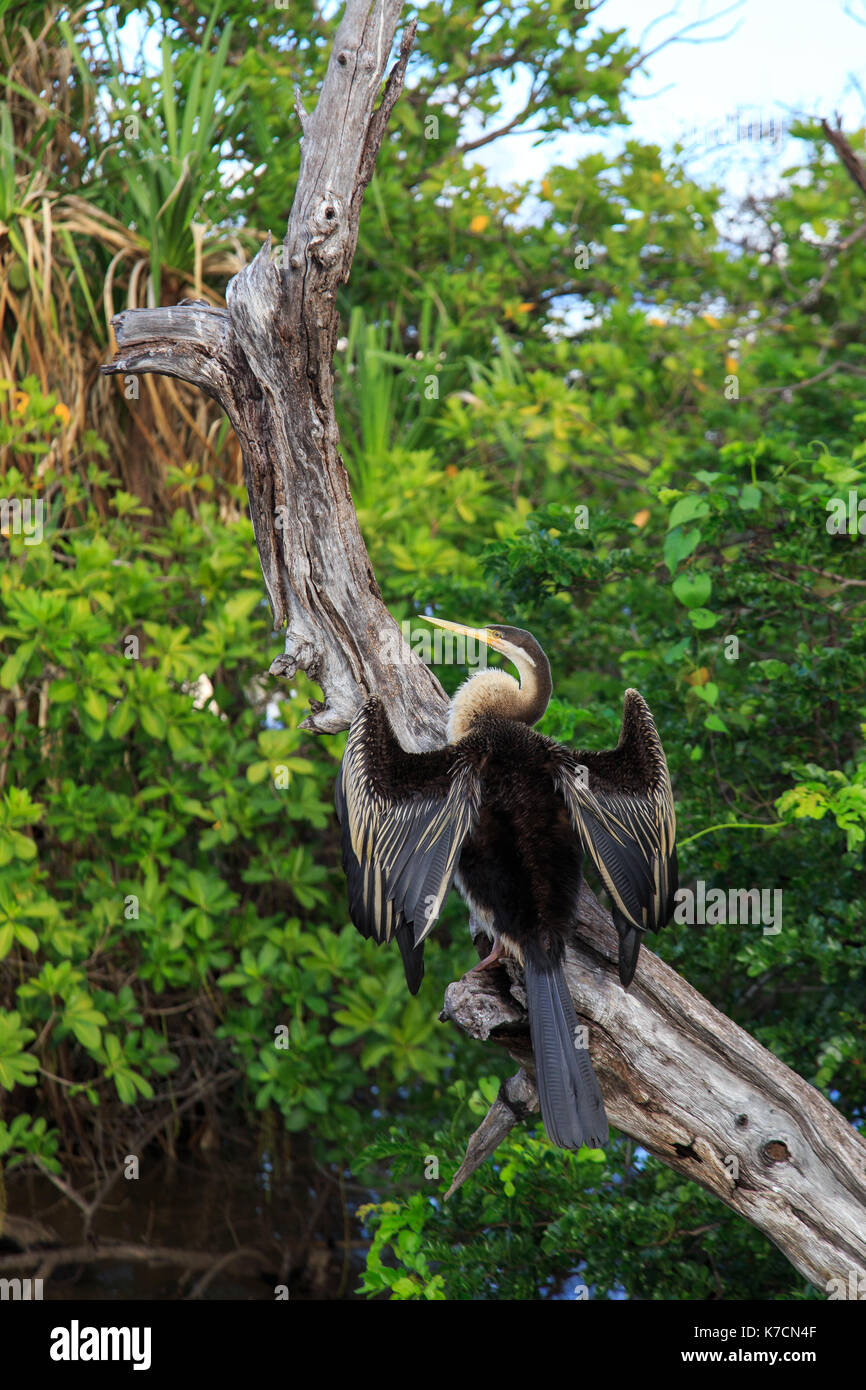 Ses ailes de séchage d'oiseaux sur une branche d'arbre, l'eau jaune Billabong, le parc national de Kakadu. Banque D'Images