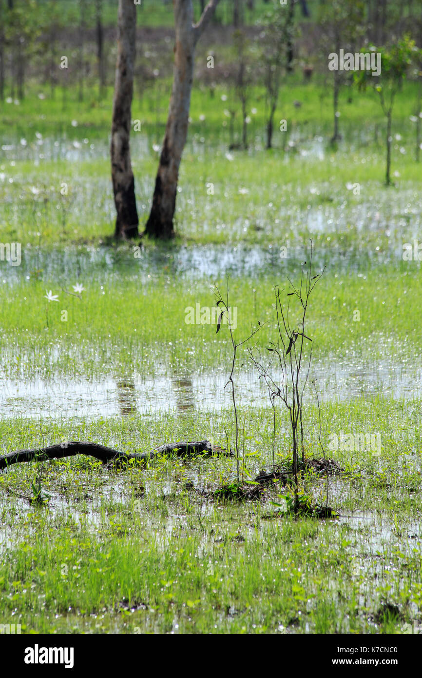 L'herbe et les arbres inondés, le Kakadu National Park, NT. Banque D'Images