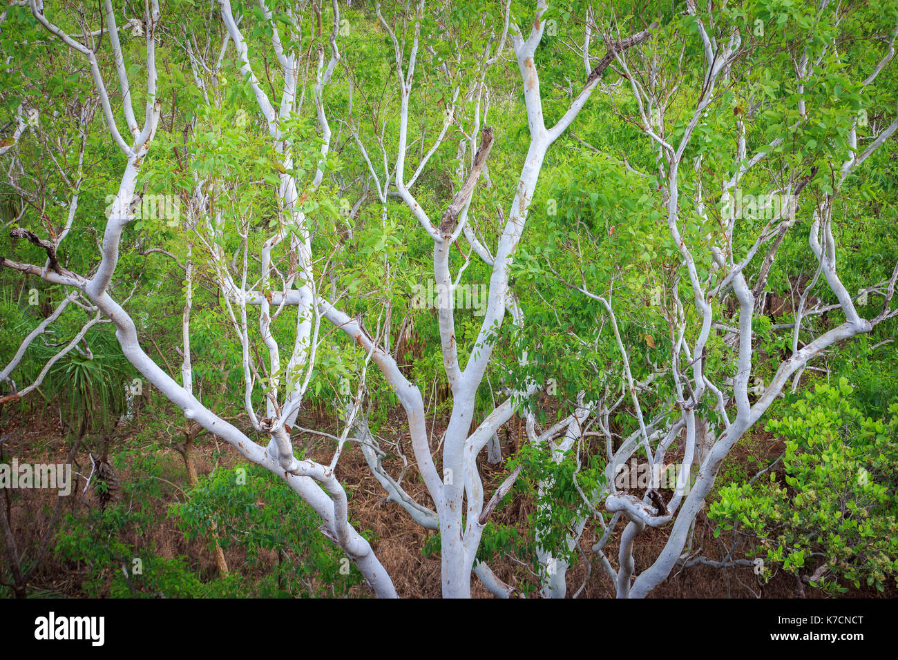 Arbre Vert, Ubirr Région, le parc national de Kakadu. Banque D'Images